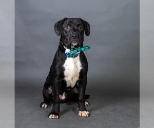 Boxador Dogs for adoption in Irving, TX, USA
