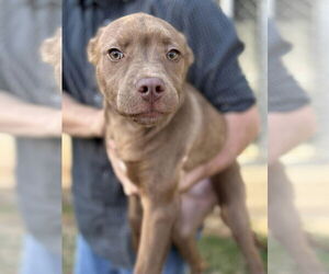 Mutt Dogs for adoption in Woodbury, NY, USA