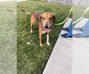Treeing Walker Coonhound Dogs for adoption in Gilberts, IL, USA