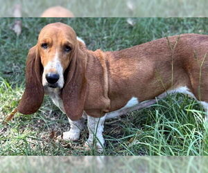 Basset Hound Dogs for adoption in Deepwater, NJ, USA