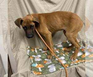 Boxer-Unknown Mix Dogs for adoption in Modesto, CA, USA