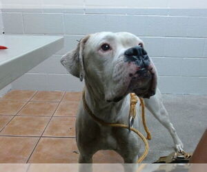 Boxer Dogs for adoption in Downey, CA, USA