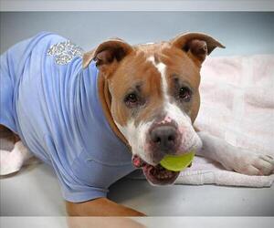 American Pit Bull Terrier-Unknown Mix Dogs for adoption in Fort Collins, CO, USA