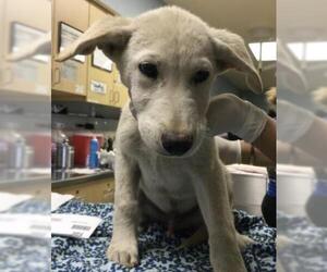 Siberian Husky Dogs for adoption in Riverside, CA, USA