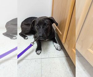 Border Collie-Unknown Mix Dogs for adoption in White Bluff, TN, USA