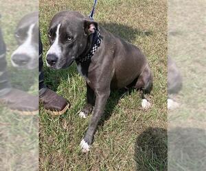 American Pit Bull Terrier-Bulldog Mix Dogs for adoption in Baytown, TX, USA