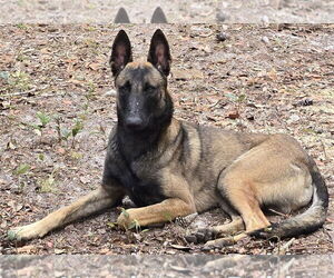 Mutt Dogs for adoption in Imlay City, MI, USA