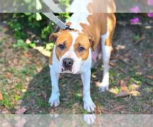 Boxer Dogs for adoption in Ocala, FL, USA