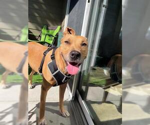 Mutt Dogs for adoption in Orlando, FL, USA