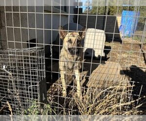 Mutt Dogs for adoption in San Martin, CA, USA