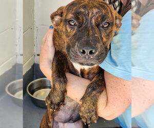 Mutt Dogs for adoption in Hilton Head, SC, USA