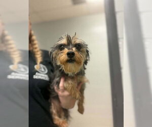 Mutt Dogs for adoption in Belleville, IL, USA