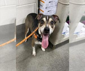 Beagle-Unknown Mix Dogs for adoption in Forestville, MD, USA