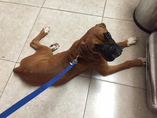 Boxer Dogs for adoption in Del Rio, TX, USA