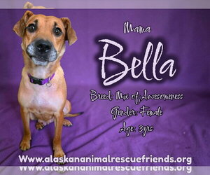 Beagle-Unknown Mix Dogs for adoption in Anchorage, AK, USA