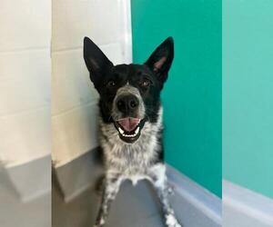 Border Collie-Texas Heeler Mix Dogs for adoption in Visalia, CA, USA