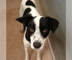 Collie-Unknown Mix Dogs for adoption in Canton, CT, USA