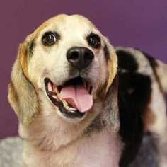 Beagle Dogs for adoption in Palatine, IL, USA