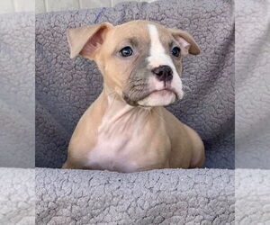 American Pit Bull Terrier-American Staffordshire Terrier Mix Dogs for adoption in Wenonah, NJ, USA