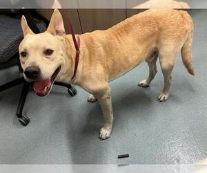 Carolina Dog-Labrador Retriever Mix Dogs for adoption in Baytown, TX, USA