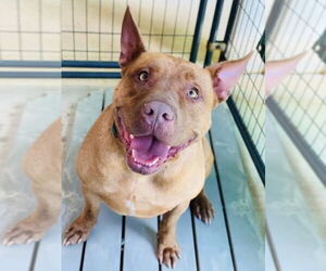 American Pit Bull Terrier-Unknown Mix Dogs for adoption in COLUMBIA, MD, USA