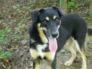 German Shepherd Dog Dogs for adoption in Randleman, NC, USA