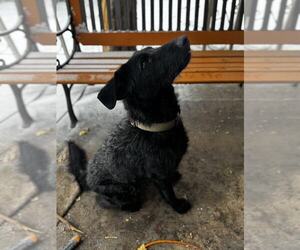 Shepradors Dogs for adoption in MIDWAY, UT, USA