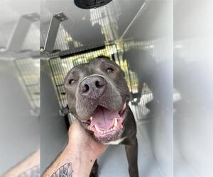 American Pit Bull Terrier-Unknown Mix Dogs for adoption in Houston, TX, USA