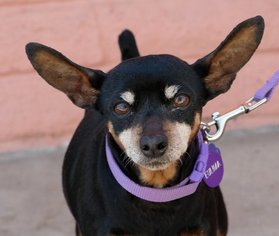 Miniature Pinscher Dogs for adoption in Pittsburg, CA, USA