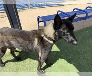 Mutt Dogs for adoption in HESPERIA, CA, USA