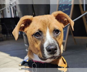 Boxer-Unknown Mix Dogs for adoption in Cary, NC, USA