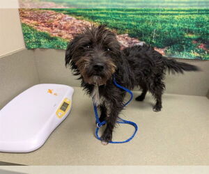 Mutt Dogs for adoption in Moreno Valley, CA, USA