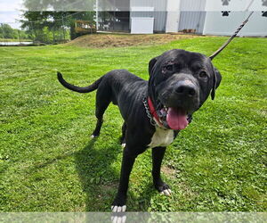 Mutt Dogs for adoption in Linton, IN, USA