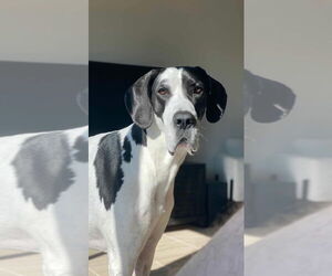 Great Dane Dogs for adoption in Bullard, TX, USA