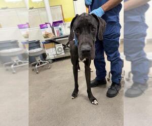 Great Dane Dogs for adoption in Forestville, MD, USA