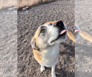 Mutt Dogs for adoption in Webster, WI, USA