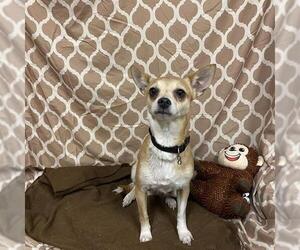 Chihuahua Dogs for adoption in Modesto, CA, USA