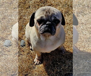 Pug-Unknown Mix Dogs for adoption in Farmington, MN, USA
