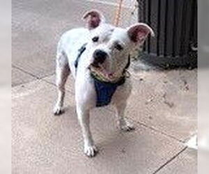 American Staffordshire Terrier-Staffordshire Bull Terrier Mix Dogs for adoption in HOUSTON, TX, USA