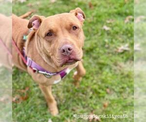 Staffordshire Bull Terrier Dogs for adoption in Lawrenceville, NJ, USA