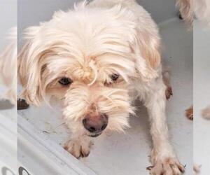 Maltese Dogs for adoption in Houston, TX, USA