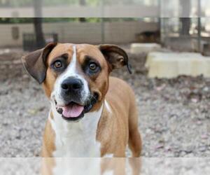Boxer Dogs for adoption in Manchester, MO, USA