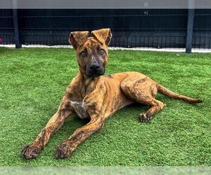 Catahoula Leopard Dog-Collie Mix Dogs for adoption in Orange, CA, USA