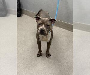American Pit Bull Terrier-Unknown Mix Dogs for adoption in Las Vegas, NV, USA