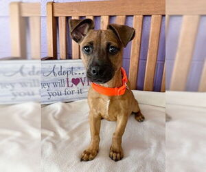 Dachshund-Unknown Mix Dogs for adoption in Genesee, WI, USA