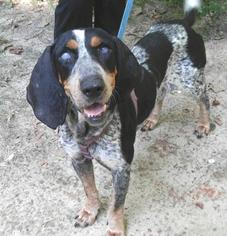 Bluetick Coonhound Dogs for adoption in Cochran, GA, USA