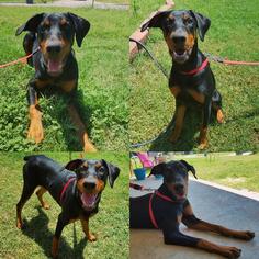 Doberman Pinscher Dogs for adoption in Lawton, OK, USA