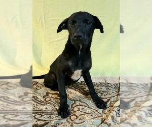 Labrador Retriever Dogs for adoption in Lake City, MI, USA