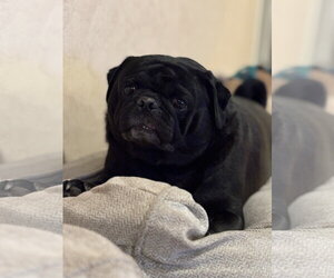 Pug Dogs for adoption in Cuyahoga Falls , OH, USA
