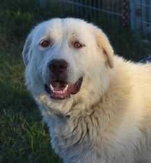 Great Pyrenees Dogs for adoption in Dodson, MT, USA